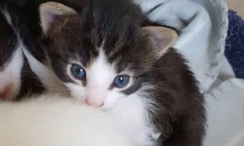 Rescuers Care For Cats Abandoned In The Woods With Their Kittens