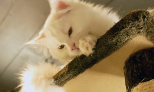 This Couple Was Crushed When Their Cat Passed Away But They Got A Great Surprise