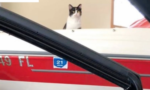 Woman Hears Continuous Meowing And Finds A Cat Living In Her Garage