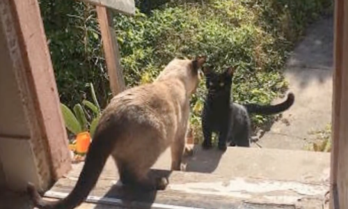 Cat That Regularly Visited Woman’s Home Suddenly Shows Up Needing Loving Care