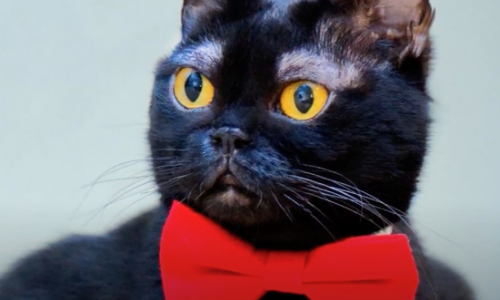 Cornelius The Cat Is Dapper And Has Amazing Eyebrows That Add To His Looks