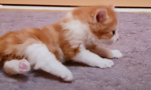 Paralyzed Kitten Refuses To Give Up And Fights To Learn To Walk Again