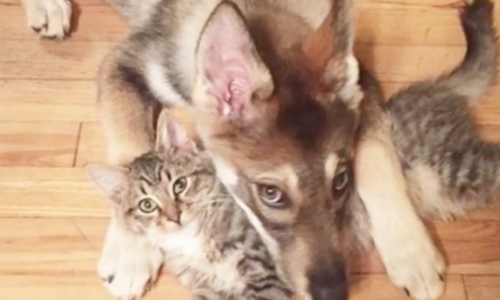 Pet Owner Wanted A Dog And Cat To Grow Up As Brothers