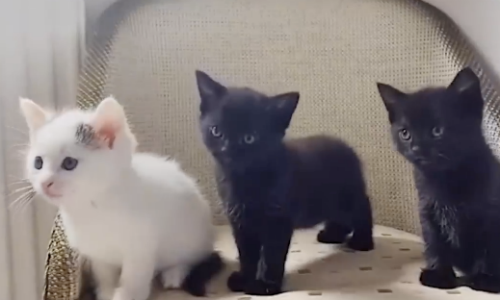 Cat Foster Mom Gets The Huge Surprise Of Brand New Kittens