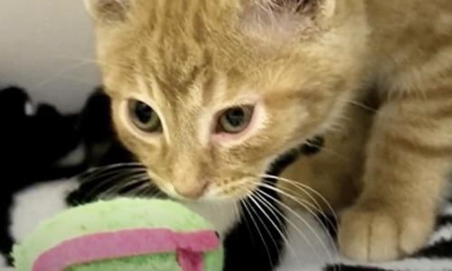 Cat Living In Shelter With Sibling Gets Adopted But Missing Sibling Desperately