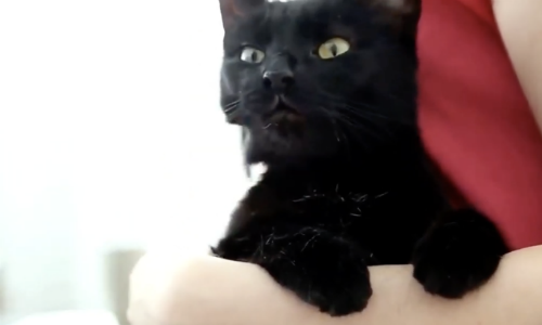 Cat Sits And Stares At Boy’s Photo After He Leaves His Family Home