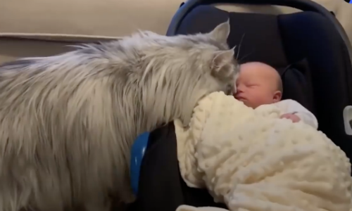 Cat Slowly Adjusts To The Idea Of Having A Human Little Sister