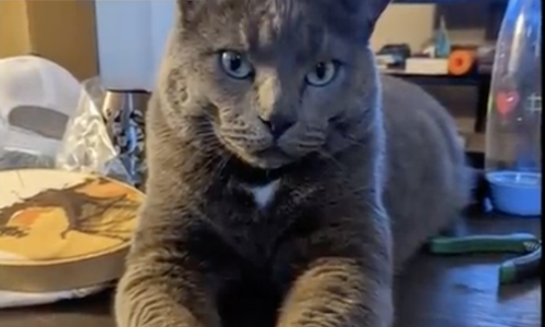 Cat Tethered To A Leash To Play Outside Discovers His Wild Twin