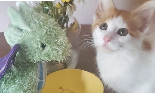 Cat Who Was Afraid At First Now Has A Stuffed Dragon As A Comfort Toy