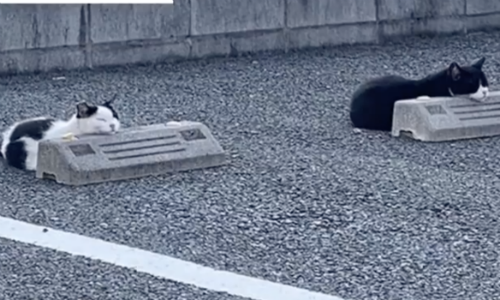 Cats Rest On Parking Blocks As If They Are Super Soft Pillows