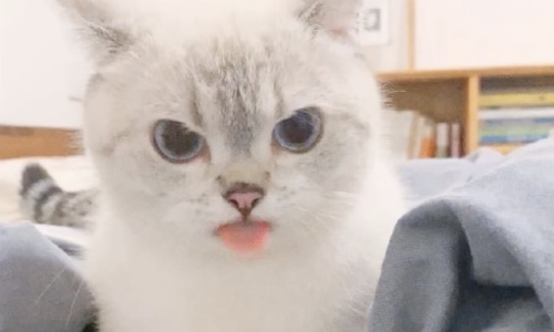 Cat’s Extreme But Adorable Expressions Are Taking The Internet By Storm