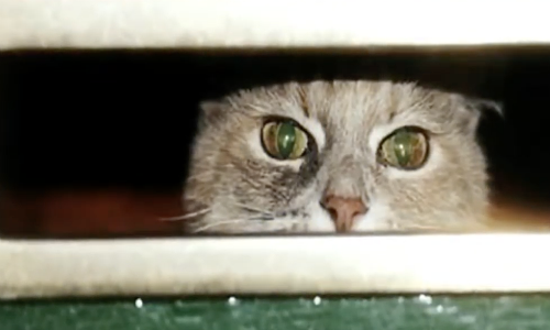 Mailman Who Loved Animals Happily Engages With Brazen Cat Each Day