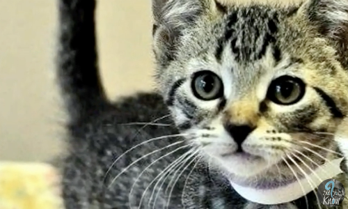 Partially Deaf And Blind Farm Dog Gets Help From A Cat