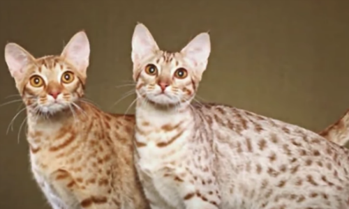 Some Cat Breeds Are Only For The Rich And Famous And It’s Easy To See Why