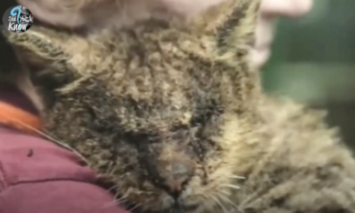 Cat No One Would Get Near Reaches Out His Paw And Meows For Help