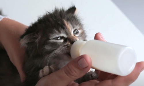 Teen Finds Three Kittens Abandoned On The Side Of The Road