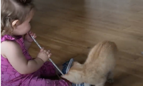 Young Girl Who Grows Up With Kittens Plays In Crib With Them At Night