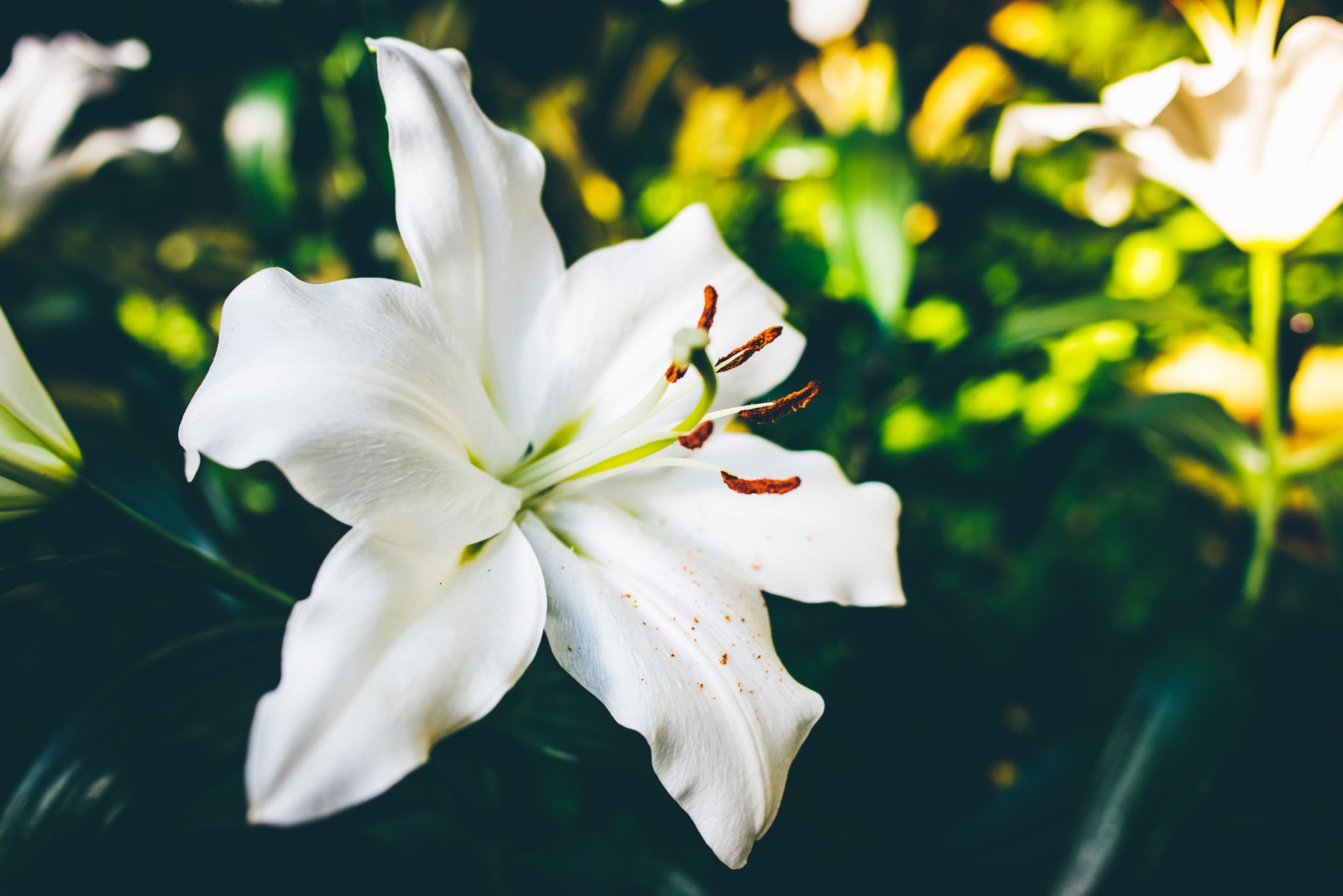 dangerous-flowers-for-cats